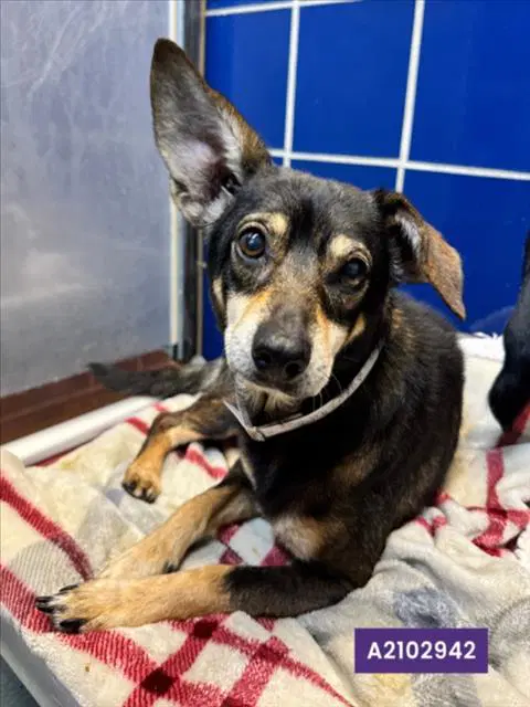 Scooter - Chihuahua