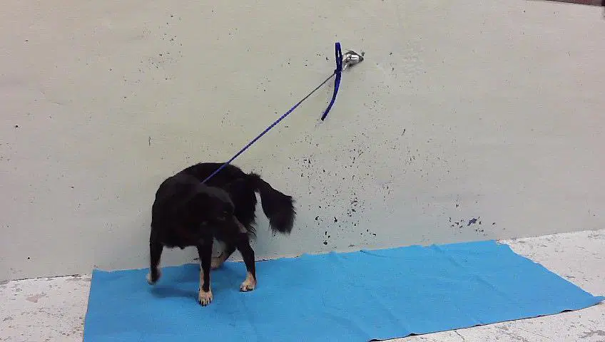 Rocky - Chihuahua