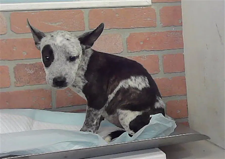 Max - Australian Cattle Dog/Blue Heeler