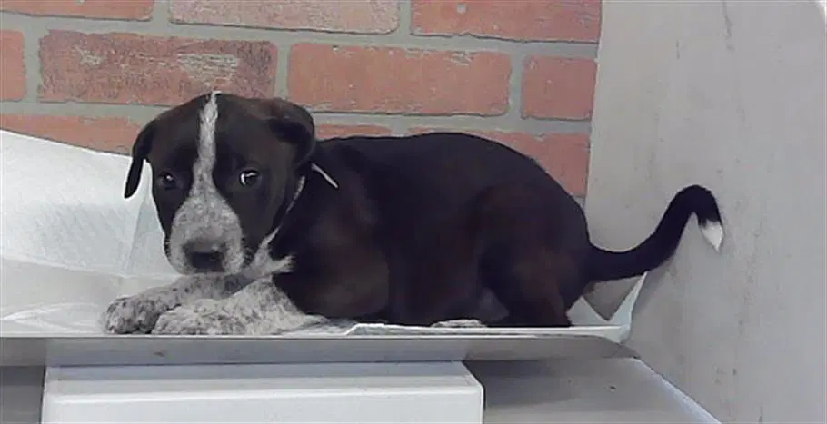 Royal - Staffordshire Bull Terrier