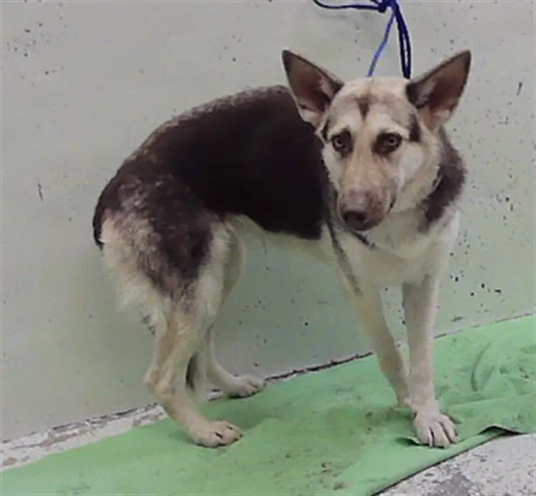 Max - German Shepherd Dog