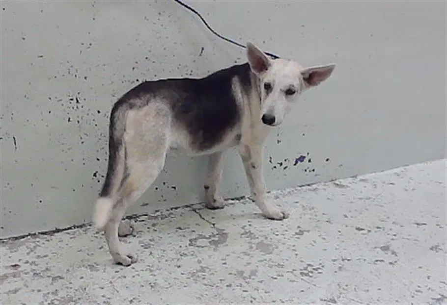 Max - German Shepherd Dog