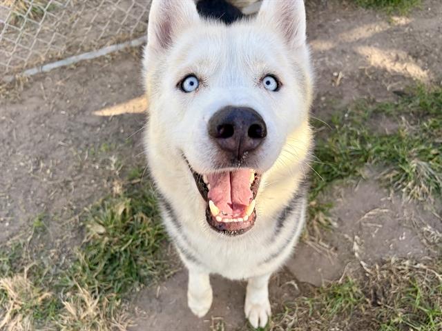 BUNNY