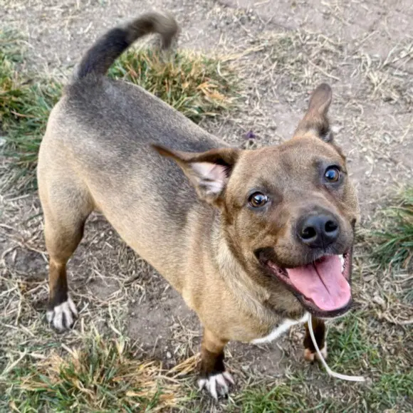 Max - Staffordshire Bull Terrier