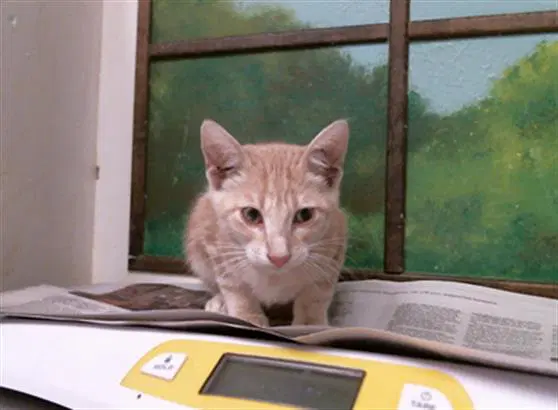 Unknown - Domestic Short Hair