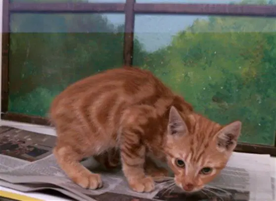 Unknown - Domestic Short Hair
