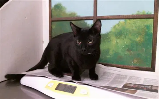 Lucius - Domestic Short Hair