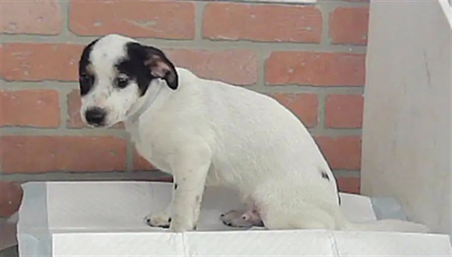 Max - Chihuahua