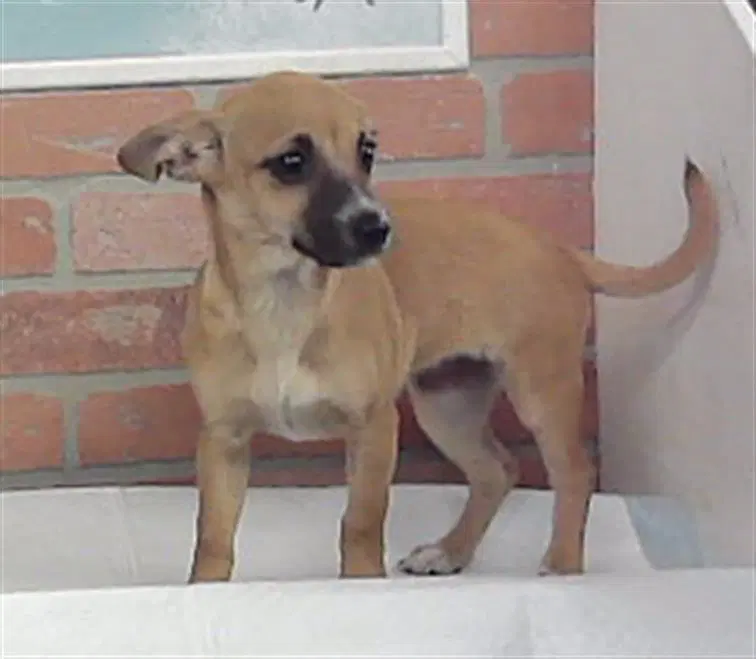 Max - Chihuahua