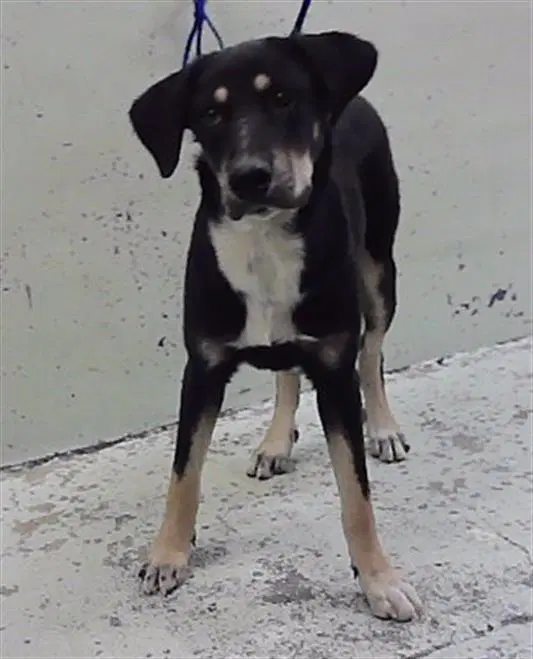 Max - Labrador Retriever
