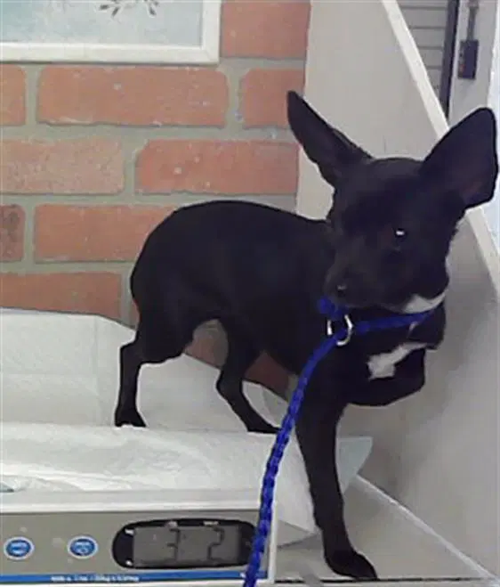 Cash - Chihuahua