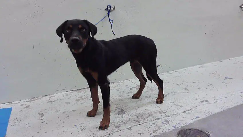 Rocky - Rottweiler