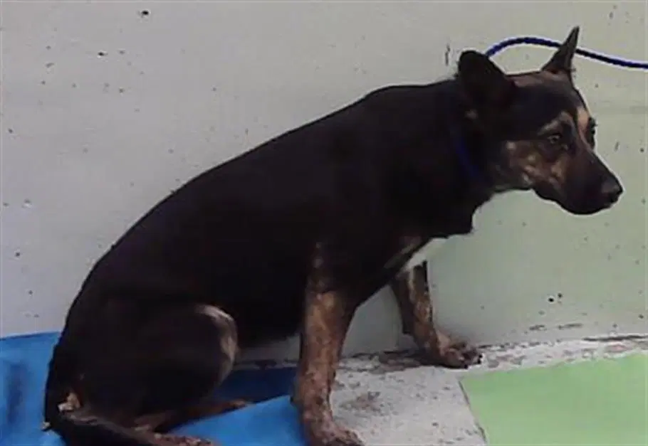 Max - Rottweiler