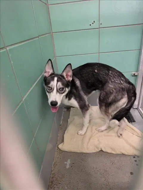 Lulu - Husky