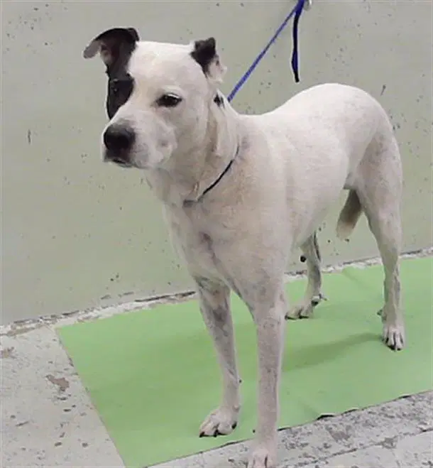 Leo - Pointer