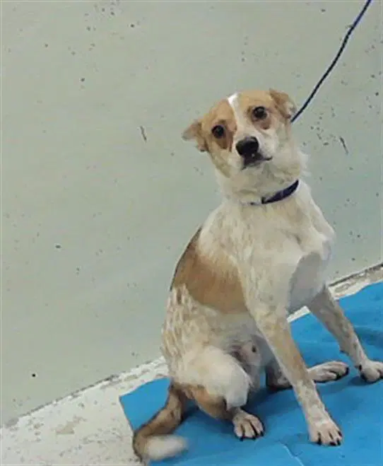 Theodore - Australian Cattle Dog/Blue Heeler