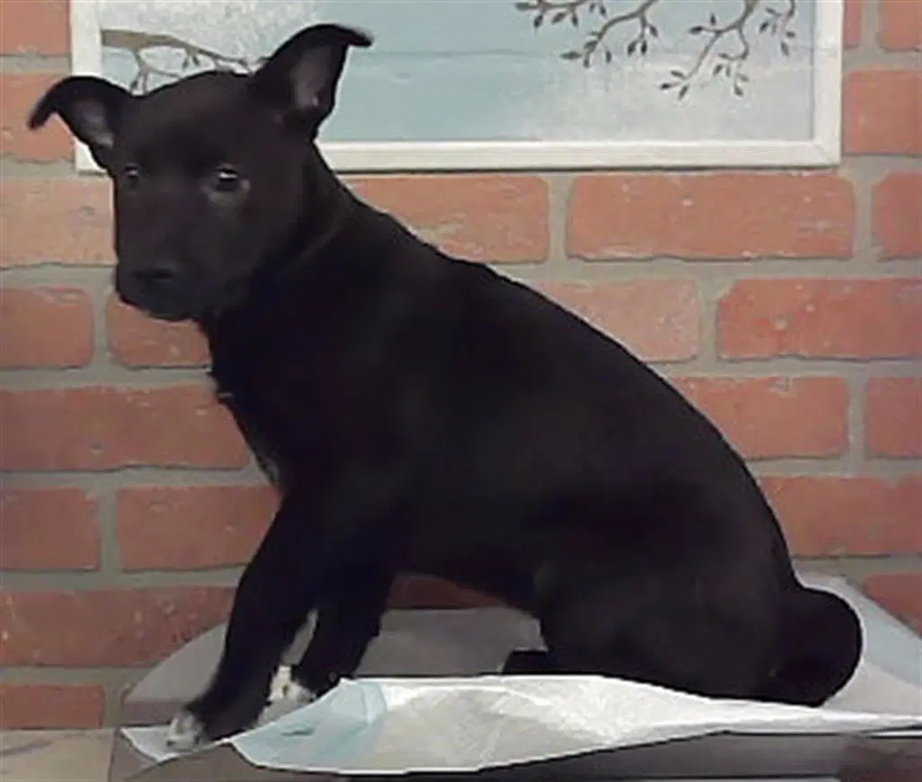 Vittoria - German Shepherd Dog