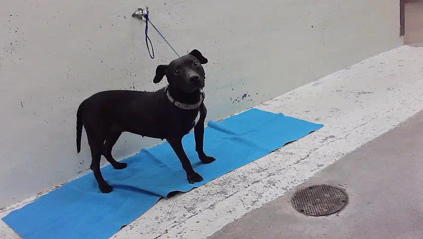 Romy - Staffordshire Bull Terrier