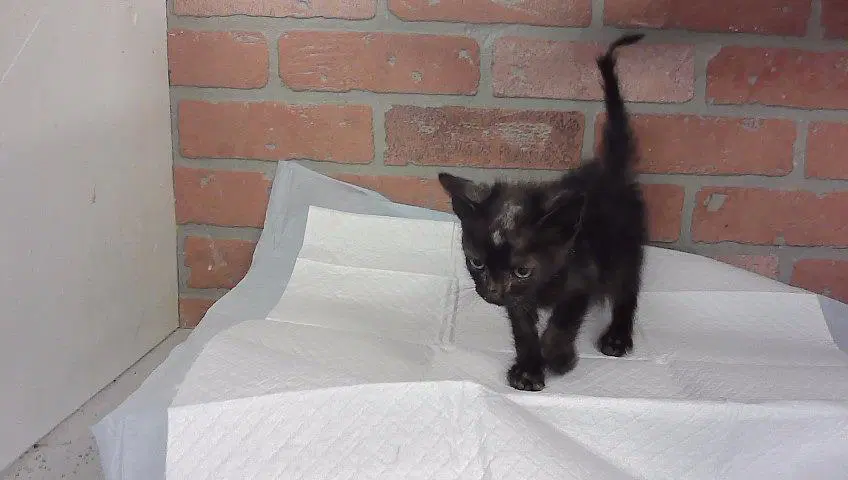 Barnaby - Domestic Short Hair
