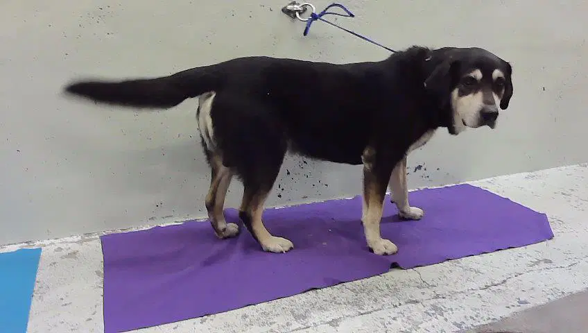 Jethro - Labrador Retriever