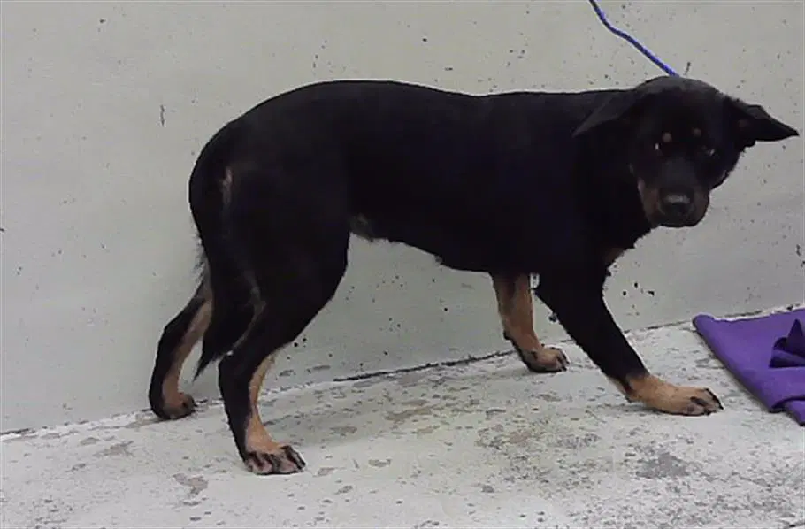 Karlita - Australian Cattle Dog/Blue Heeler