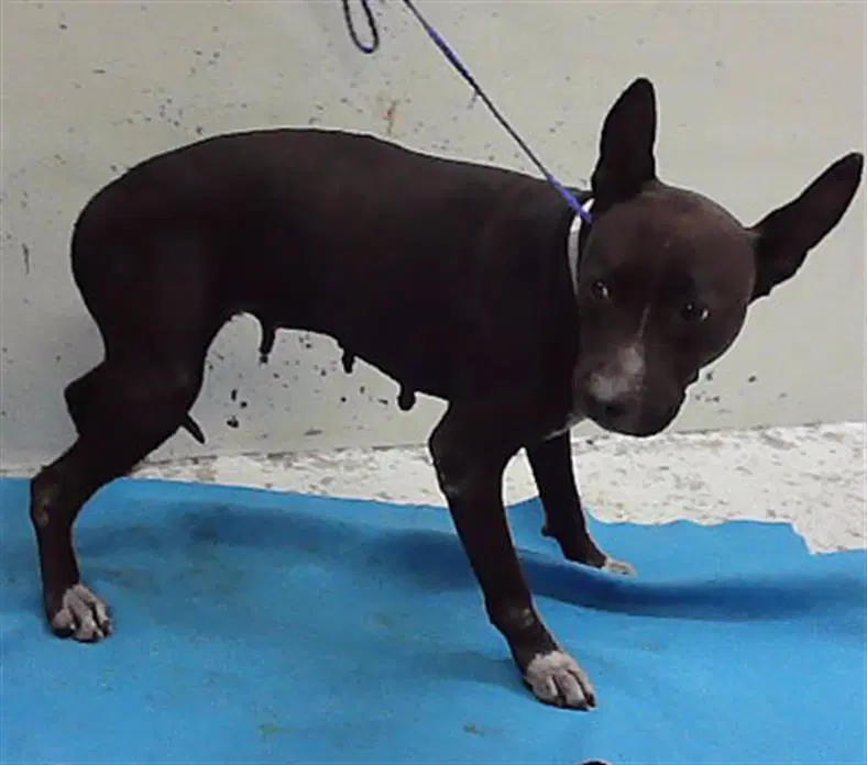Halo - Staffordshire Bull Terrier