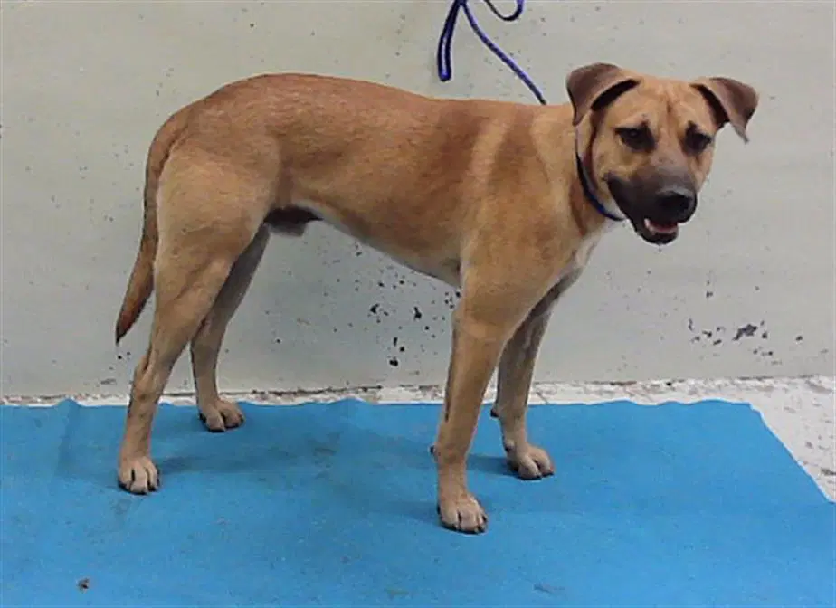 Unknown - German Shepherd Dog