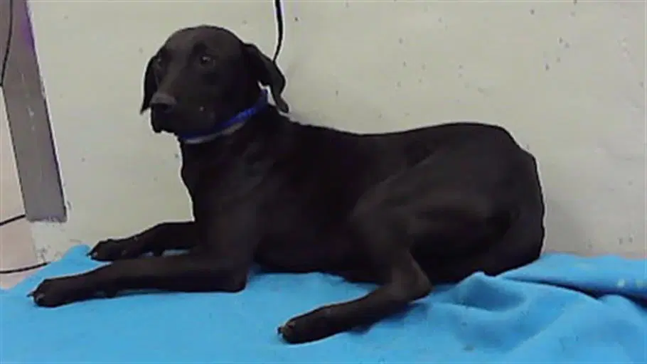 Unknown - Labrador Retriever