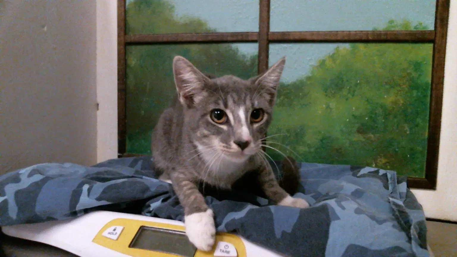 Unknown - Domestic Short Hair