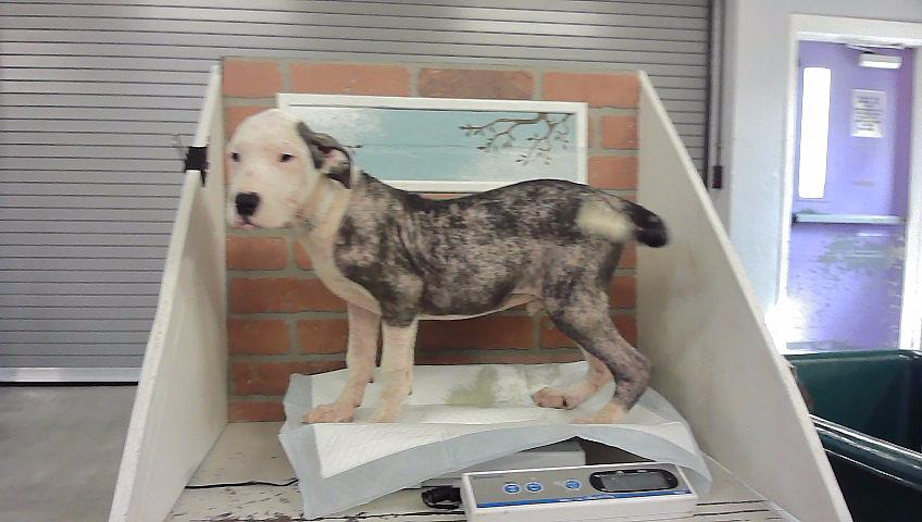 Max