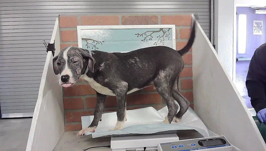 Max - American Staffordshire Terrier