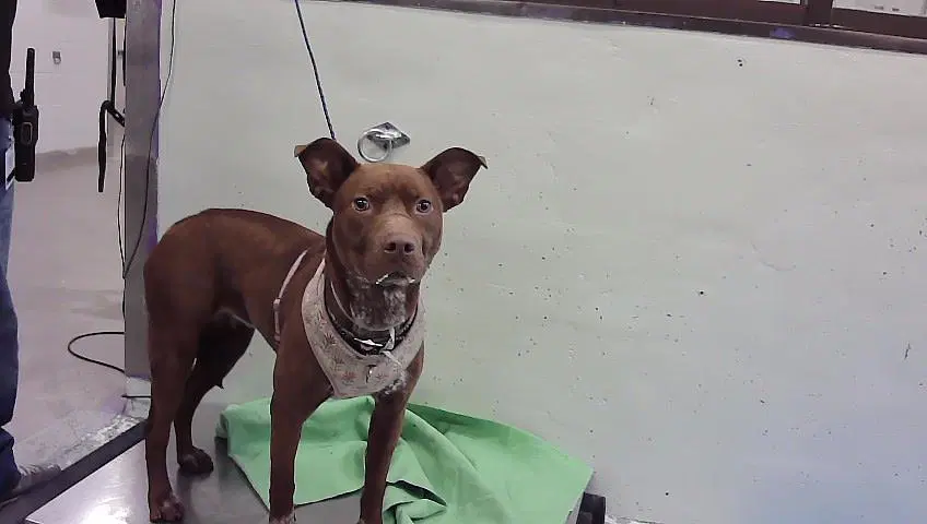 Buddy - Staffordshire Bull Terrier