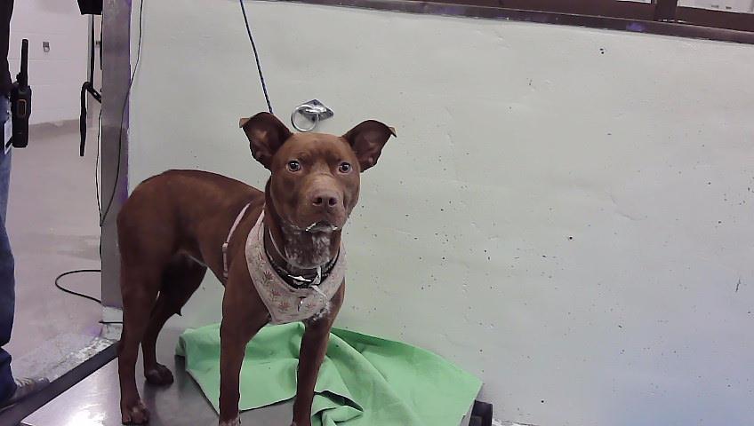 Buddy