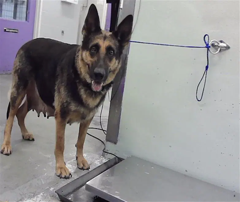 Max - German Shepherd Dog