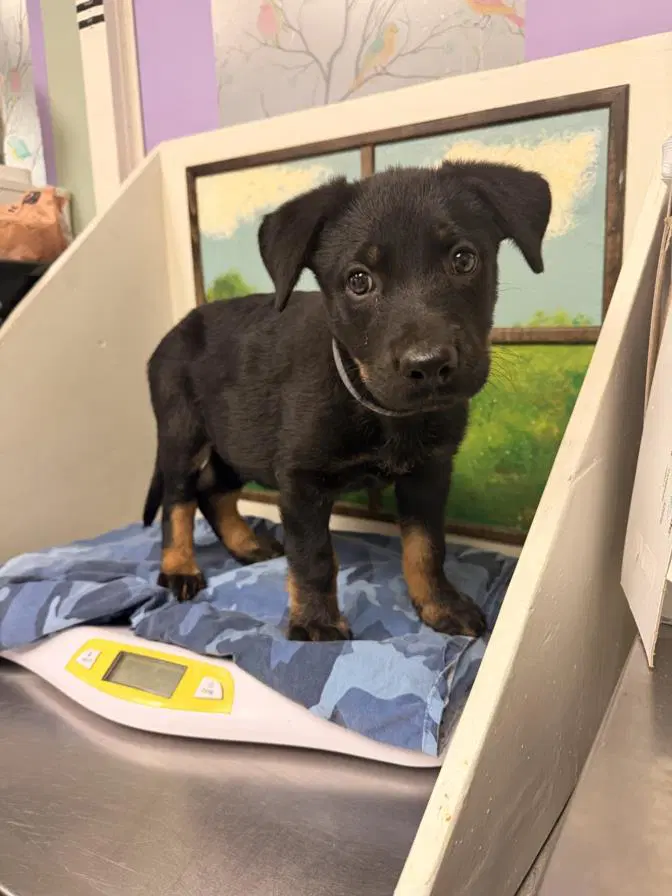 Max - Rottweiler