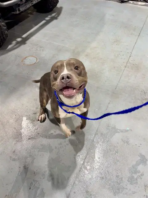 Dorian - Staffordshire Bull Terrier
