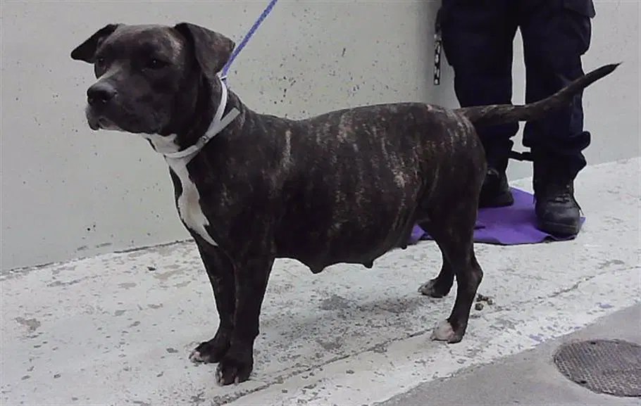 Max - Staffordshire Bull Terrier