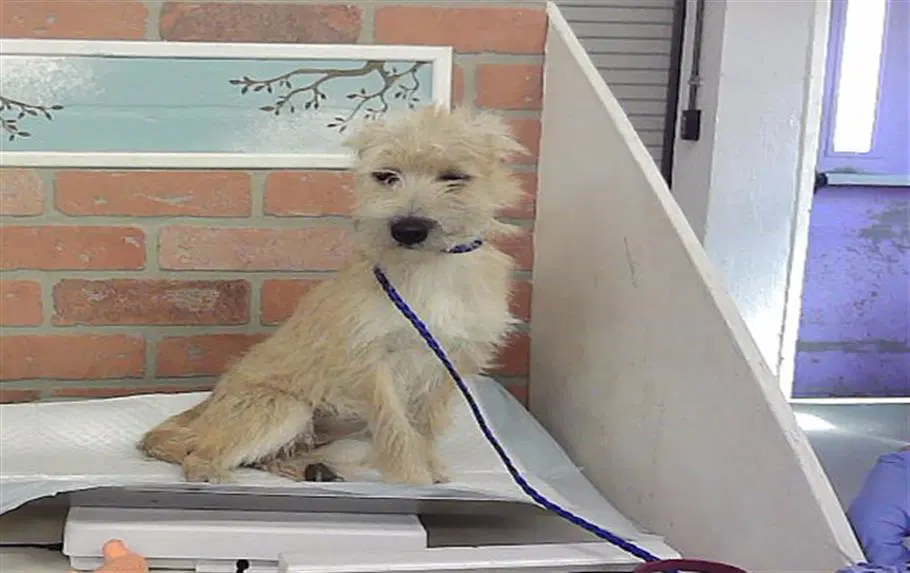 Opal - Yorkshire Terrier Yorkie