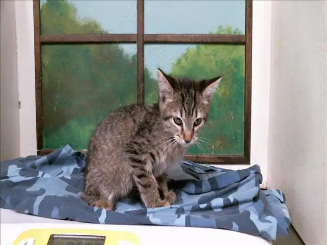 Luna - Domestic Short Hair