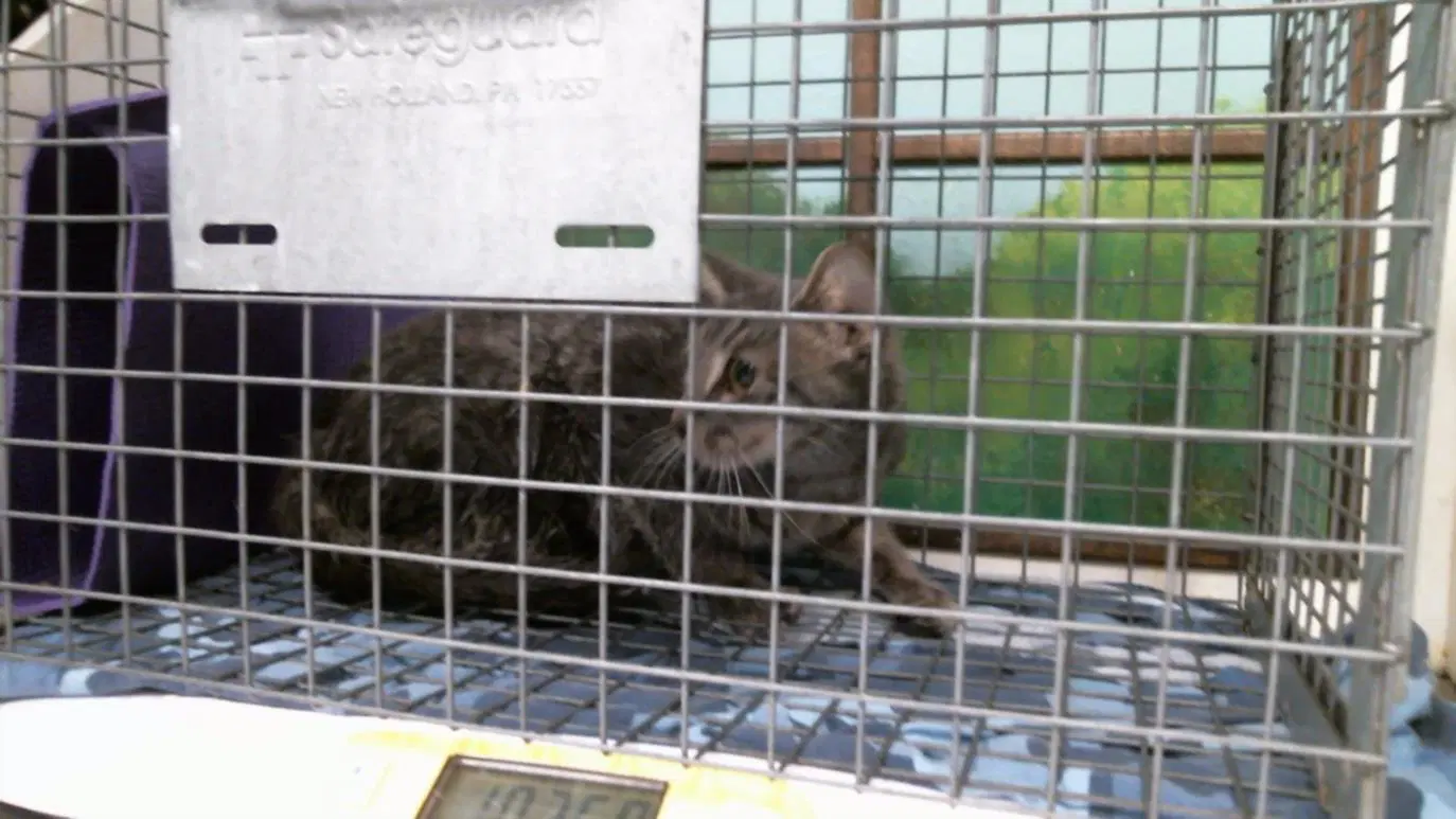 Unknown - Domestic Short Hair
