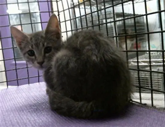 Unknown - Domestic Short Hair
