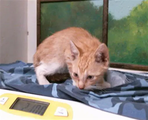 Unknown - Domestic Short Hair
