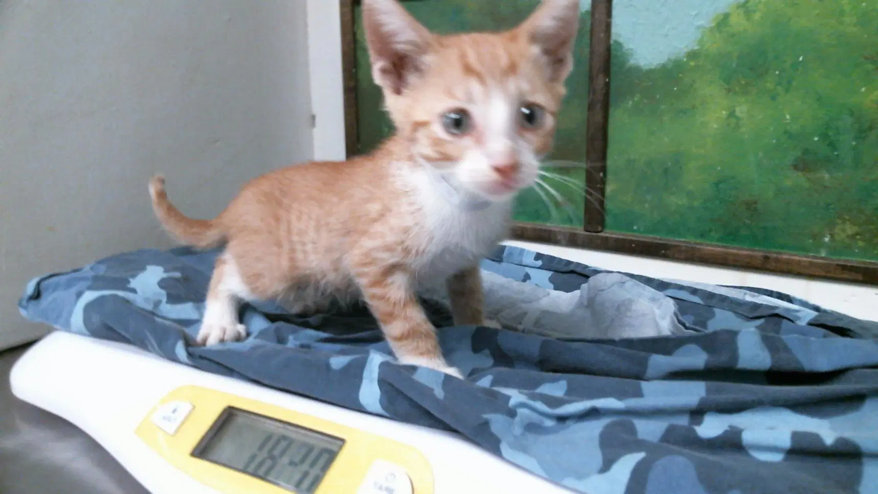 Unknown - Domestic Short Hair