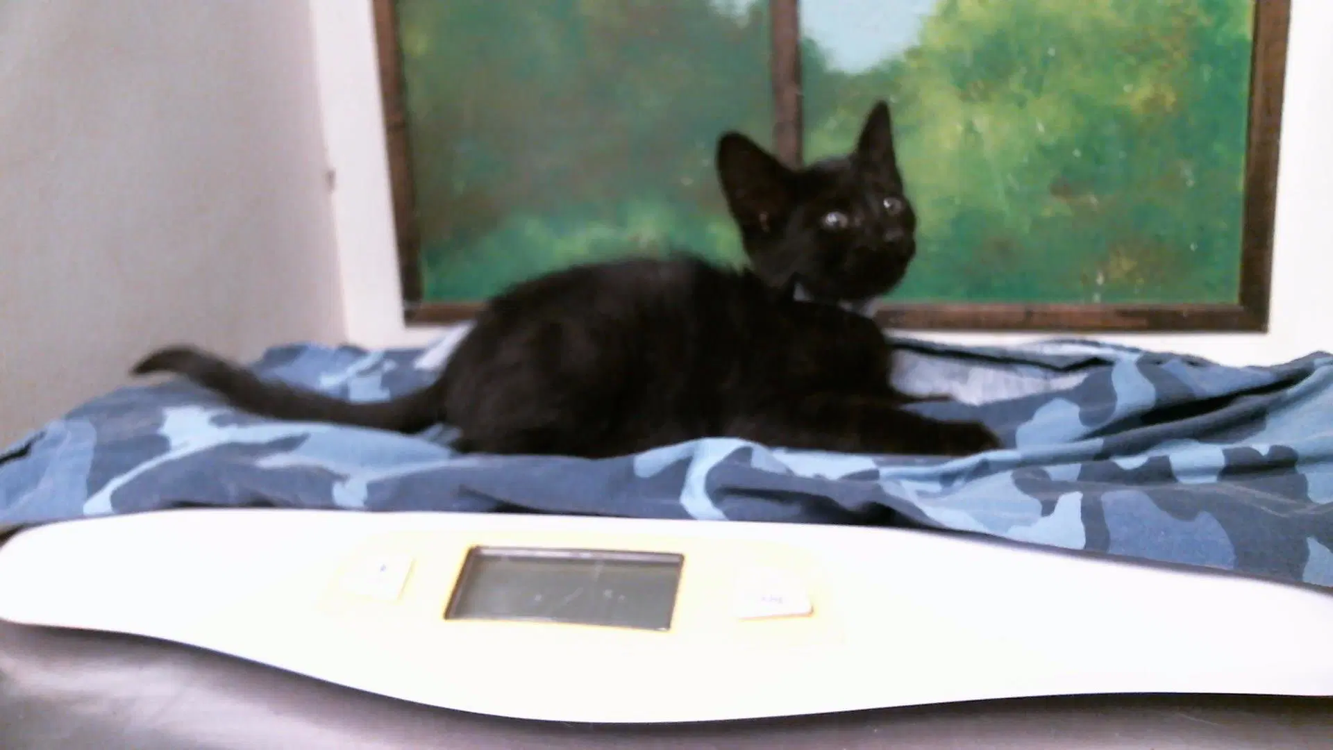 Unknown - Domestic Short Hair