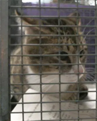 Felix - Domestic Short Hair