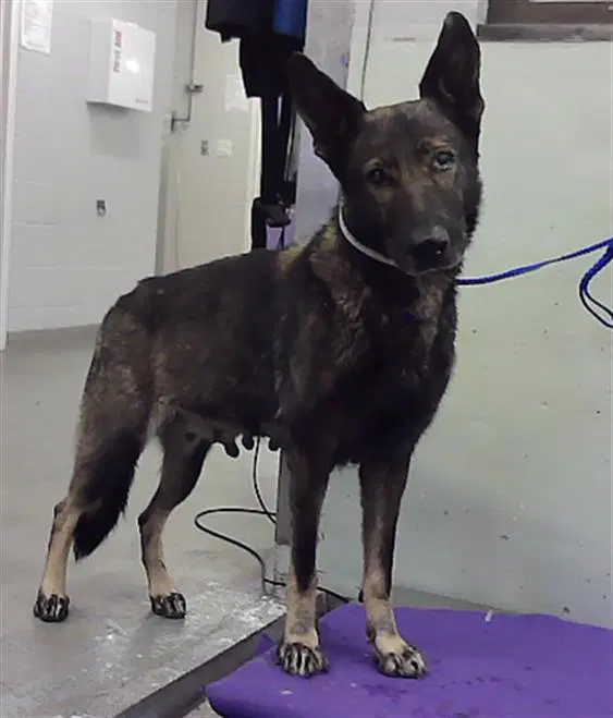 Unknown - Belgian Shepherd Malinois
