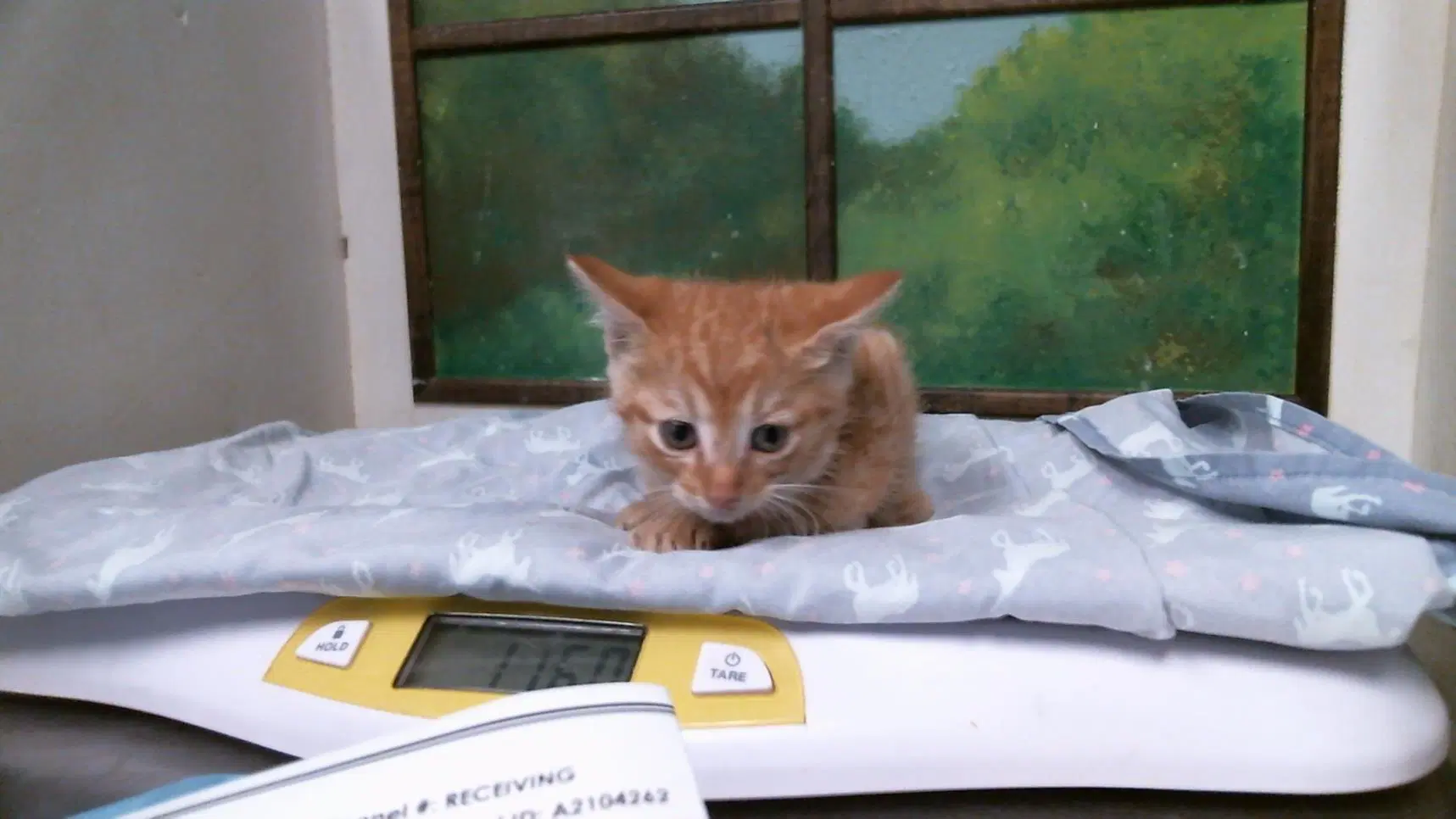 Unknown - Domestic Short Hair