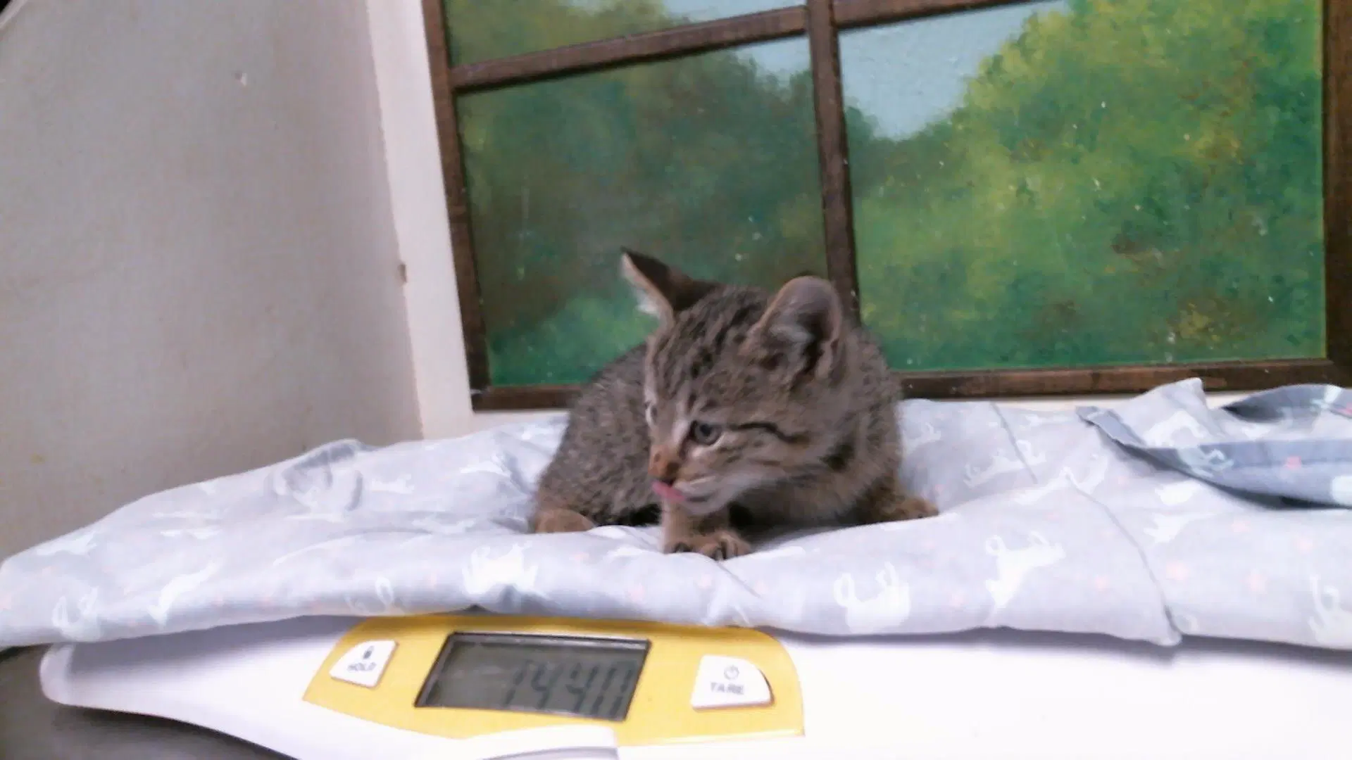 Unknown - Domestic Short Hair