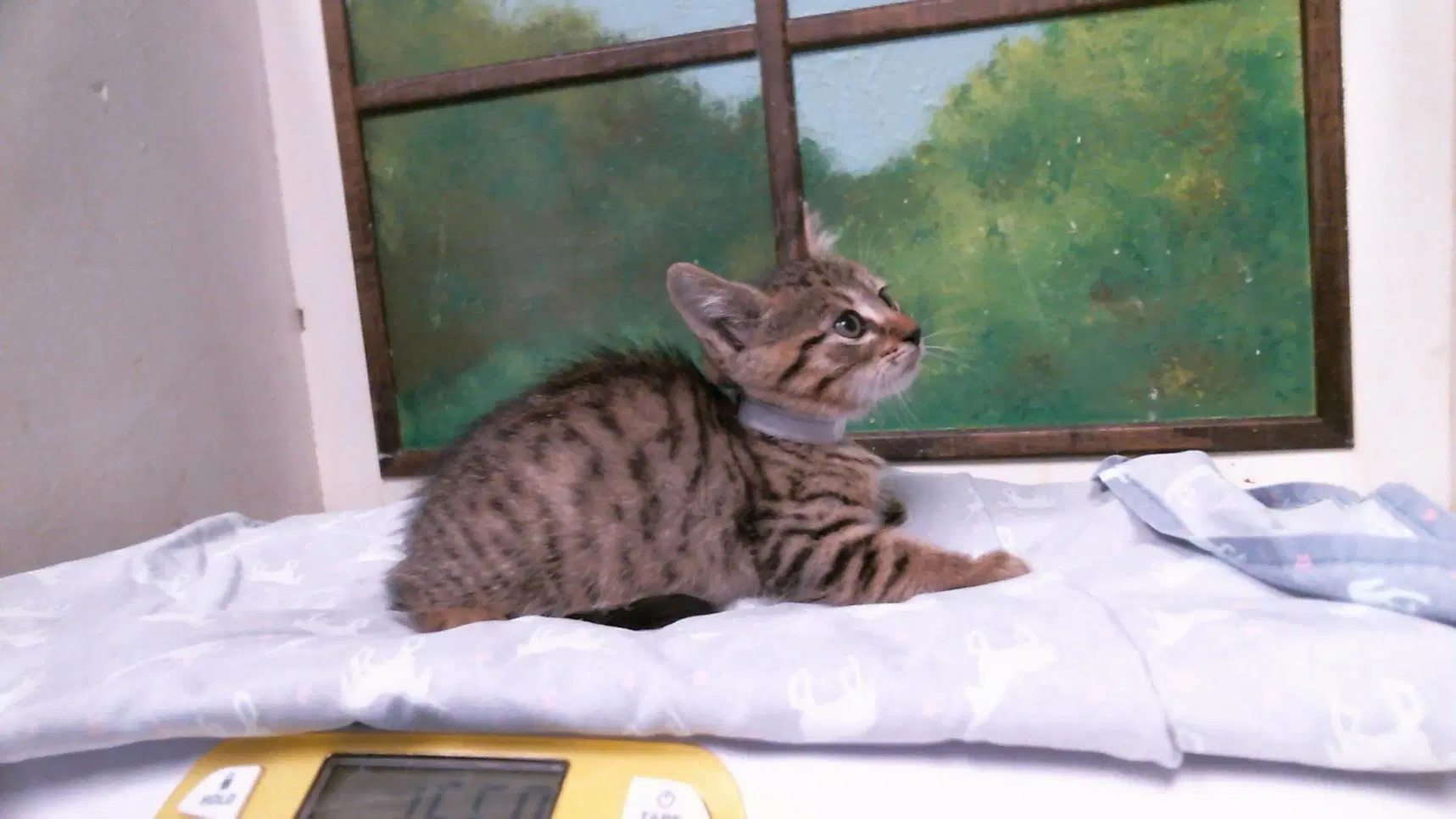 Unknown - Domestic Short Hair
