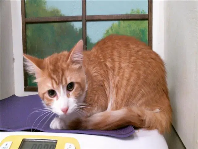 Ken - Domestic Short Hair